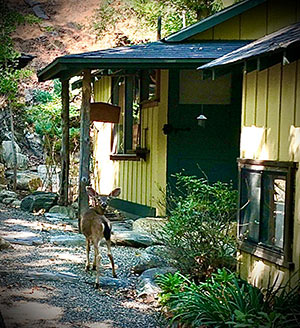 Deer-cabins