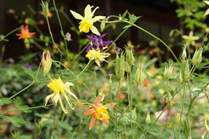 yellow and purple flowers