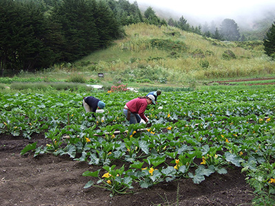 Green Gulch Farm student farmers