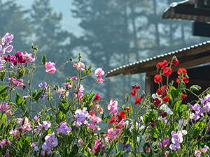 Green Gulch Garden SweatPea Flowers