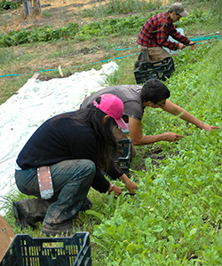 Farming