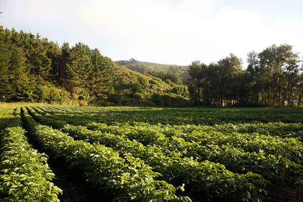 Green Gulch Farm