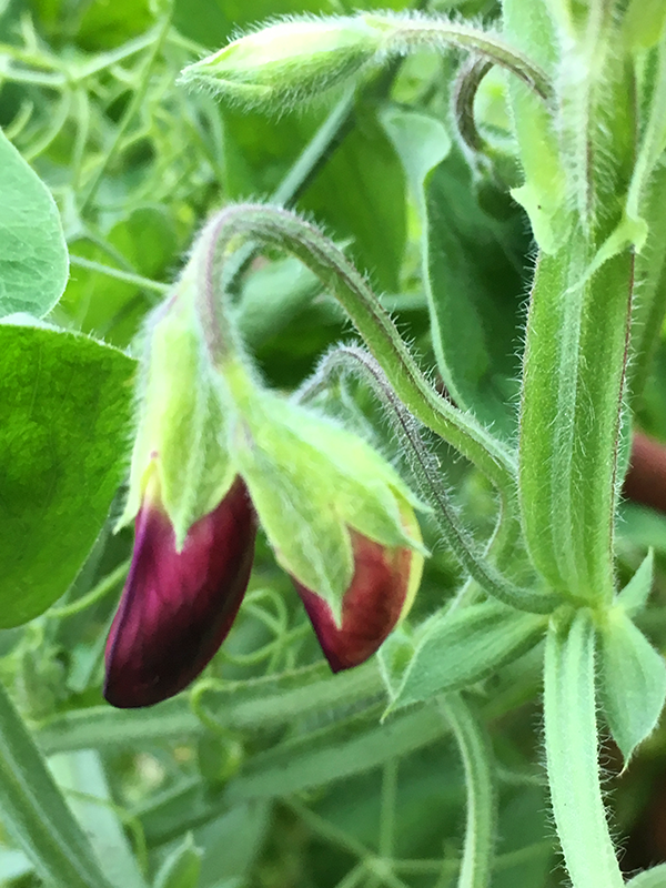 Sweetpea-red