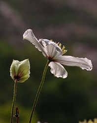 flower in sunlight