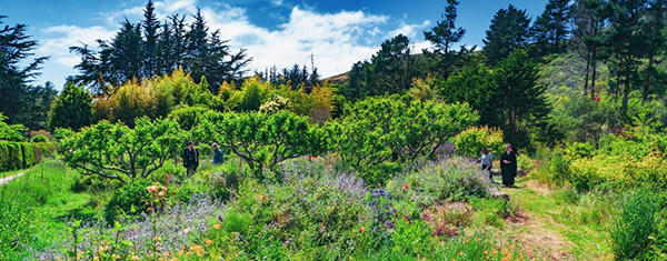 Green Gulch Flower garden