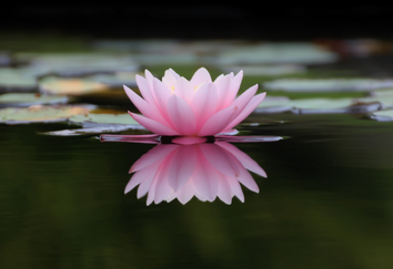 Lotus reflection